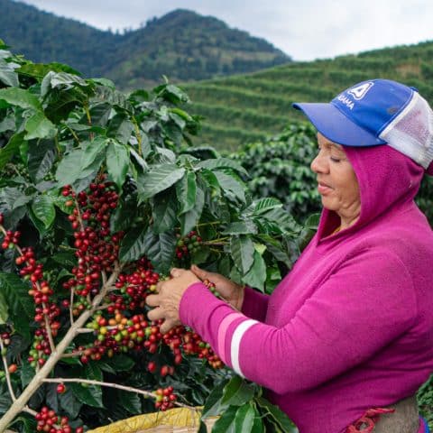 El Salvador Pacamara Natural