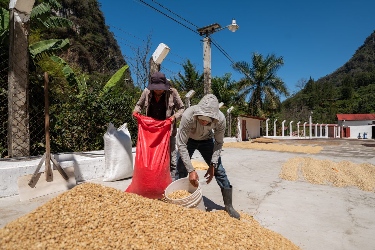 Coffee Farmers processing green coffee on drying patios