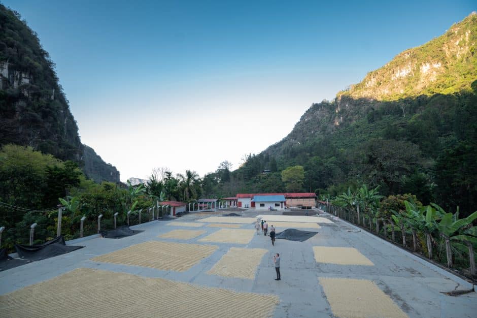 Guatemalan Coffee Farm Visit