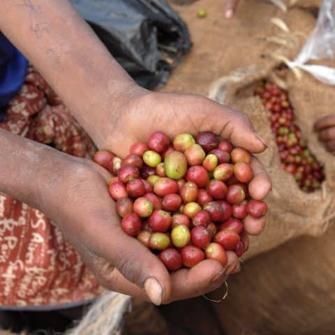 Ethiopia Bale Mountain Natural