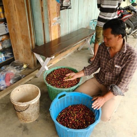 Sumatra Ribang Gayo