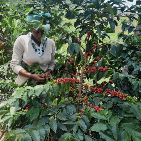 Rwanda Rwamatamu Hirwa PB